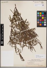 Foto von Salix exigua subsp. interior (Rowlee) Cronquist